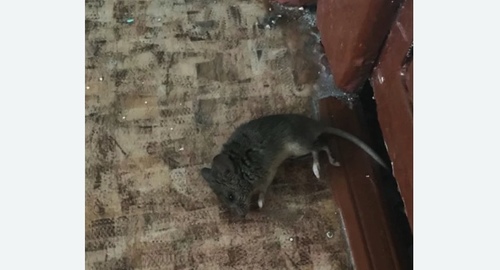 Дезинфекция от мышей в Некрасовке города Москвы